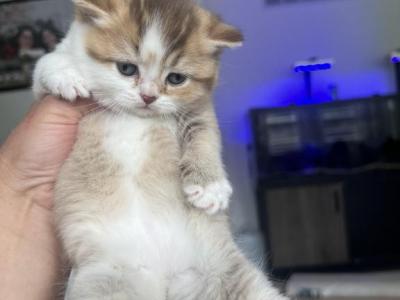 Mio Reserved - British Shorthair - Gallery Photo #1