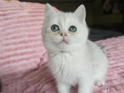 Daisy - British Shorthair - Gallery Photo #1