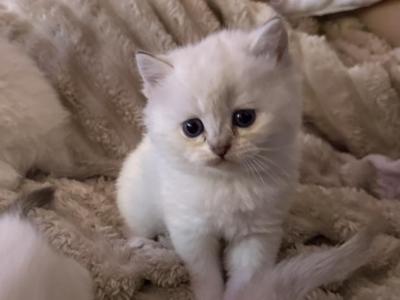 Ragdoll Kittens - Ragdoll - Gallery Photo #1