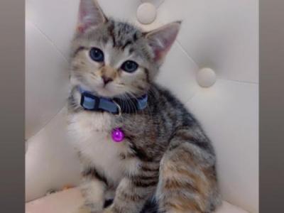 Honey - Domestic - Gallery Photo #1