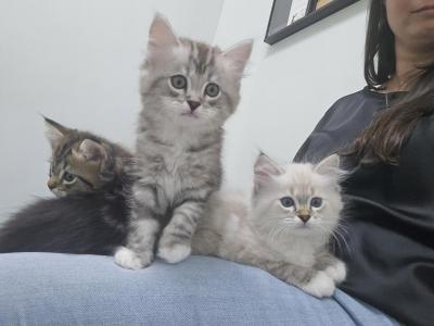 Cutie - Ragamuffin - Gallery Photo #1
