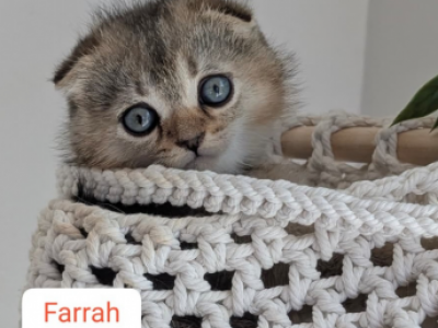 5 Kittens - Domestic - Gallery Photo #1