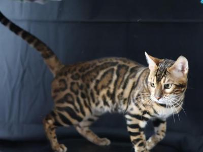 L'Jaguar Babies - Bengal - Gallery Photo #1