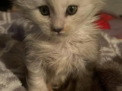Veron - Maine Coon - Gallery Photo #1