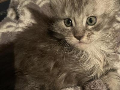 Mars - Maine Coon - Gallery Photo #1