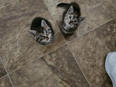 Free Kittens - Domestic - Gallery Photo #1