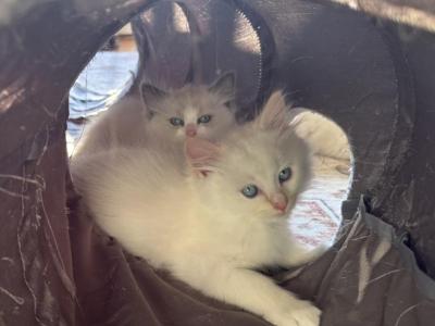 Electric - Ragdoll - Gallery Photo #1