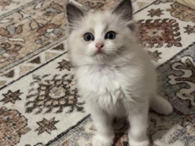 Emo - Ragdoll - Gallery Photo #1