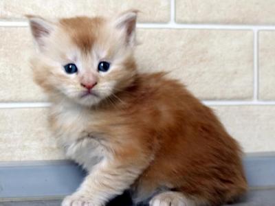 Red Smoke Rare Color Maine Coon Male - Maine Coon - Gallery Photo #1
