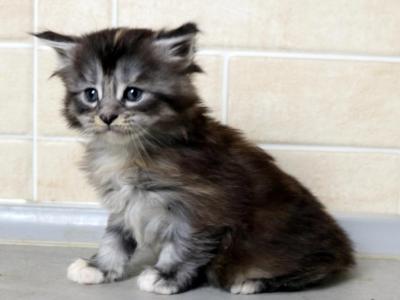 Fanny Maine Coon Female - Maine Coon - Gallery Photo #1