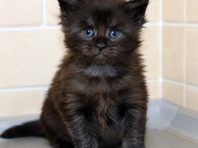 Fidel Black Smoke Maine Coon Male - Maine Coon - Gallery Photo #1