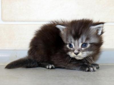 Felix - Maine Coon - Gallery Photo #1
