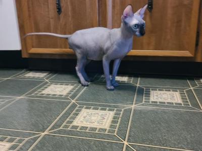 King For Your Cattery - Sphynx - Gallery Photo #1