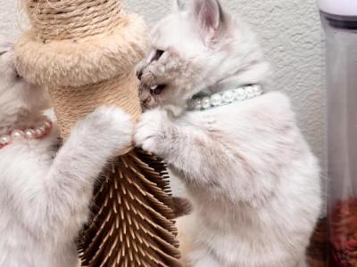 Pearl - Ragdoll - Gallery Photo #1