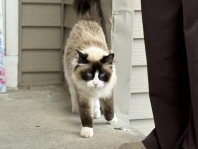 Fluff - Snowshoe - Gallery Photo #1