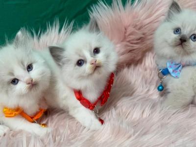 Ragdoll - Ragdoll - Gallery Photo #1