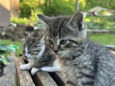 Household Pets Kitten - Domestic - Gallery Photo #1