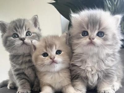 British Kittens - British Shorthair - Gallery Photo #1