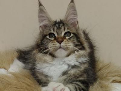 Tutti - Maine Coon - Gallery Photo #1