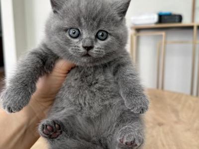 Blu - British Shorthair - Gallery Photo #1