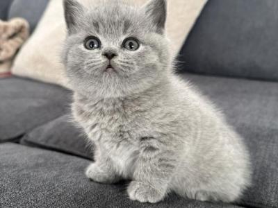 Babe - British Shorthair - Gallery Photo #1