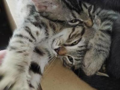 Blairs Kittys - Domestic - Gallery Photo #1