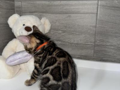 Stardust - Bengal - Gallery Photo #1