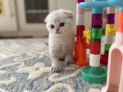 Scottish Fold Male Kitten - Scottish Fold - Gallery Photo #1