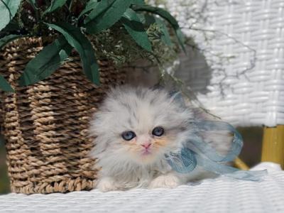 Scottish Fold Longhair Dilute Calico Girl - Scottish Fold - Gallery Photo #1