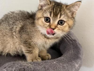 Scottish Fold Golden Ticked Male Alexander - Scottish Fold - Gallery Photo #1