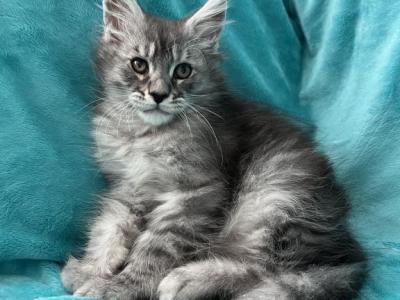 Boy V98 - Maine Coon - Gallery Photo #1
