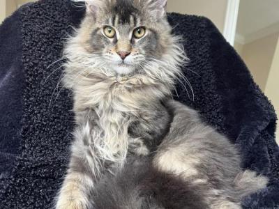 Male V48 - Maine Coon - Gallery Photo #1