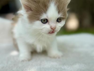 Tessa - Munchkin - Gallery Photo #1