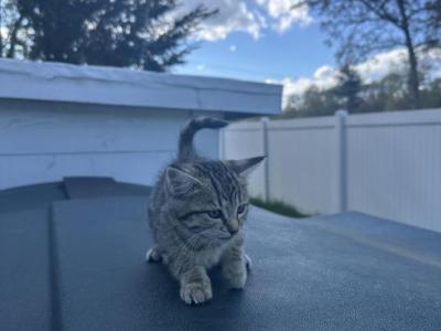 Bella - Domestic - Gallery Photo #1