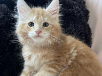 Boy V105 - Maine Coon - Gallery Photo #1