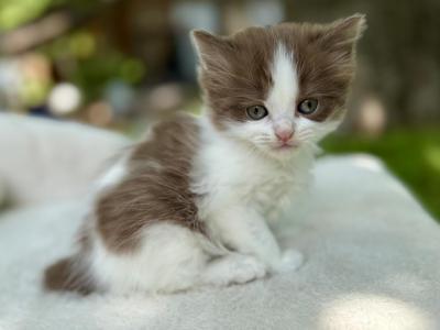 Kiki - Munchkin - Gallery Photo #1