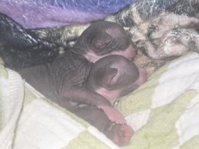 Sphynx Kittens - Sphynx - Gallery Photo #1