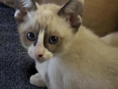 Snows Snowshoe - Snowshoe - Gallery Photo #1