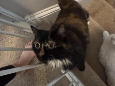 Misty - Domestic - Gallery Photo #1