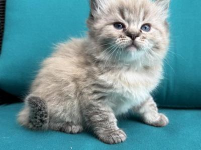 NEWTON Male Seal Point Lynx Mink Cherubim Ragdoll - Ragdoll - Gallery Photo #1
