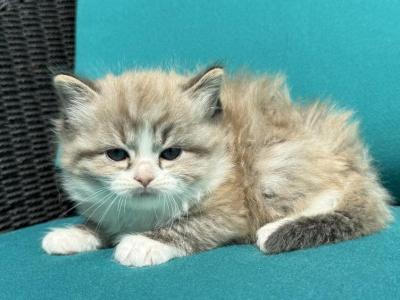 SIMON Seal Lynx Mink Bicolor Cherubim Ragdoll - Ragdoll - Gallery Photo #1