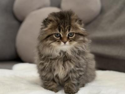 Doom The Fluffiest - Scottish Fold - Gallery Photo #1