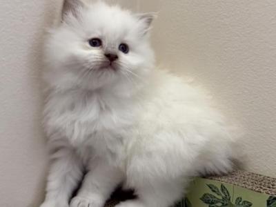 VEGA - Ragdoll - Gallery Photo #1