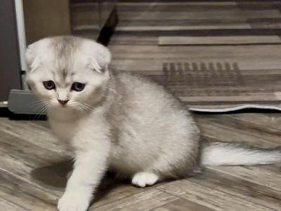 Sam - Scottish Fold - Gallery Photo #1