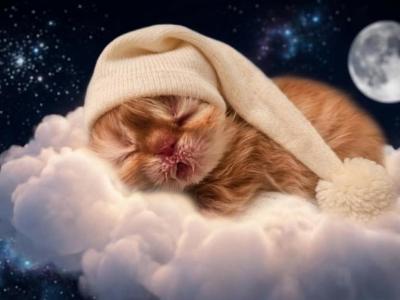 Cheeto Ns Minuet - Persian - Gallery Photo #1