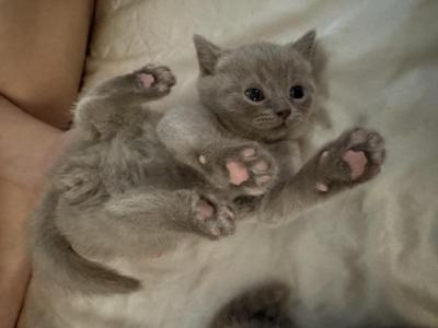 Lily - British Shorthair - Gallery Photo #1