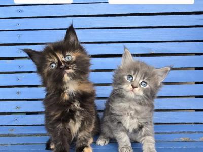 April 1st Litter - Maine Coon - Gallery Photo #1