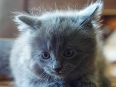 Nebelungs - Nebelung - Gallery Photo #1