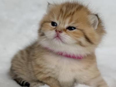 Star - Scottish Fold - Gallery Photo #1