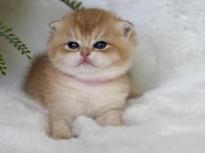 Princess - Scottish Fold - Gallery Photo #1